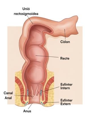 Anatomia del cul
